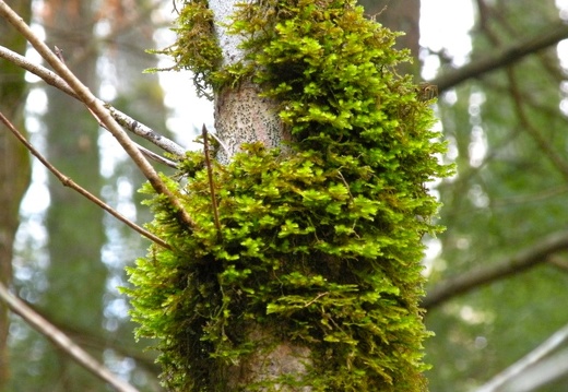 Koomer Ridge Trail